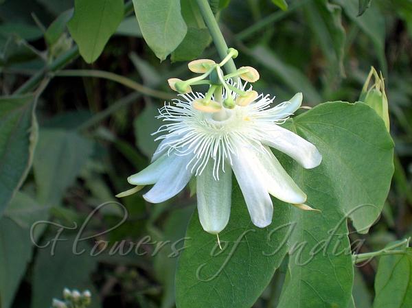 White Passion Flower